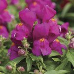 Львиный зев Монтего F1 пурпурный /50 семян/ *Syngenta*