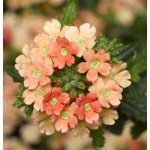 Вербена Обсешн Каскад F1 пурпурная с глазком (purple with eye) /50 семян/ *Syngenta*