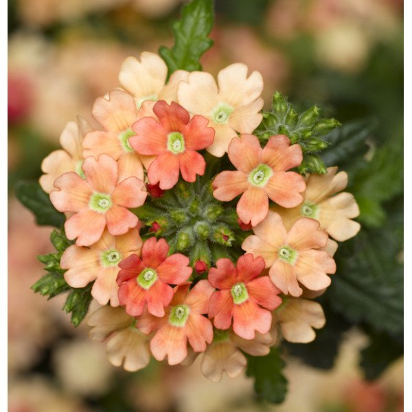 Насіння вербени Обсешн Каскад F1 пурпурна з вічком (purple with eye) /50 насінин/ *Syngenta*