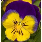 Віола Карма F1 блу сан /100 насінин/ *Syngenta*