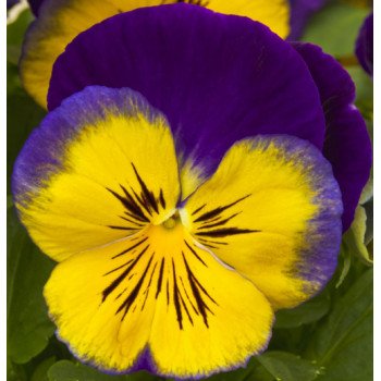 Виола Карма F1 блу сан /100 семян/ *Syngenta*