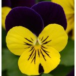 Виола Сорбет XP F1 желто-фиолетовая /100 семян/ *Pan American*