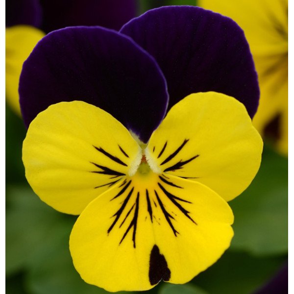 Семена виолы Сорбет XP F1 желто-фиолетовая /100 семян/ *Pan American*