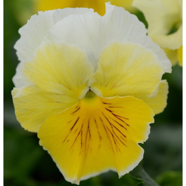 Насіння віоли Фрізлі Сізлі F1 лемонейд (lemonade) /100 насінин/ *Pan American*