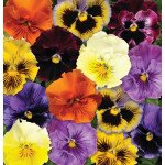 Віола Фрізлі Сізлі F1 суміш (mix) /100 насінин/ *Pan American*