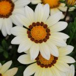 Газанія Нью Дей F1 біла (white) /100 насінин/ *Pan American*