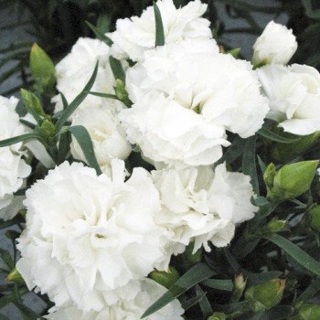 Гвоздика Ліліпот F1 біла /50 насінин/ *Sakata*