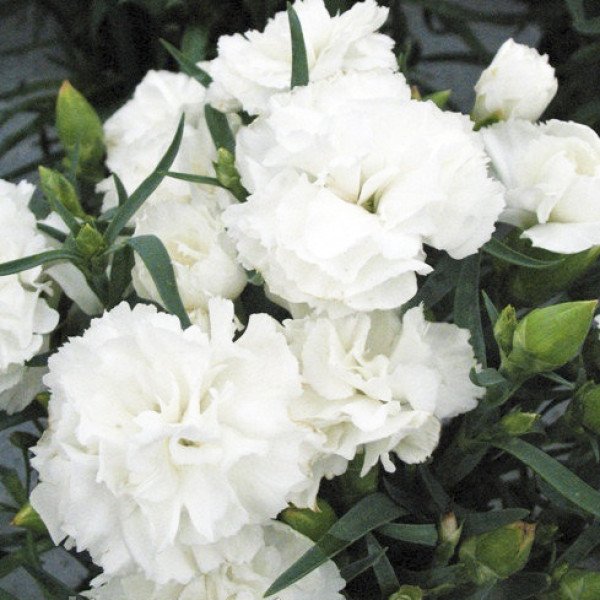 Насіння гвоздики Ліліпот F1 біла /50 насінин/ *Sakata*