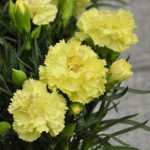 Гвоздика Ліліпот F1 жовта /50 насінин/ *Sakata*