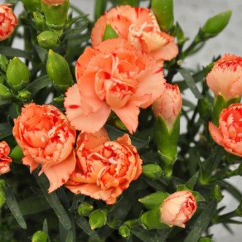 Гвоздика Ліліпот F1 оранж біколор /50 насінин/ *Sakata*