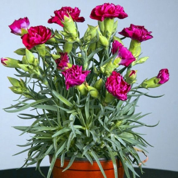 Семена гвоздики Лилипот F1 пурпурная /50 семян/ *Sakata*