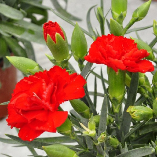 Семена гвоздики Лилипот F1 скарлет /50 семян/ *Sakata*