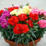 Гвоздика Лилипот F1 смесь (mix) /50 семян/ *Sakata*