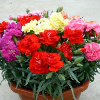 Гвоздика Ліліпот F1 суміш (mix) /50 насінин/ *Sakata*