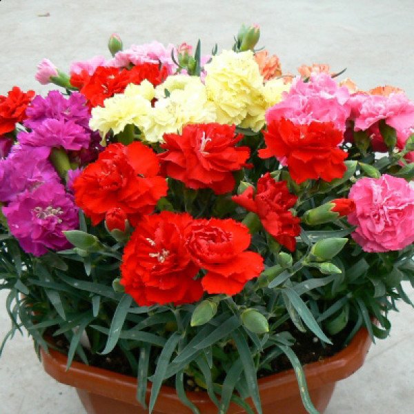 Насіння гвоздики Ліліпот F1 суміш (mix) /50 насінин/ *Sakata*