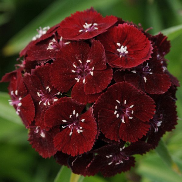 Семена гвоздики Свит F1 блек черри (black cherry) /100 семян (драже)/ *Pan American*