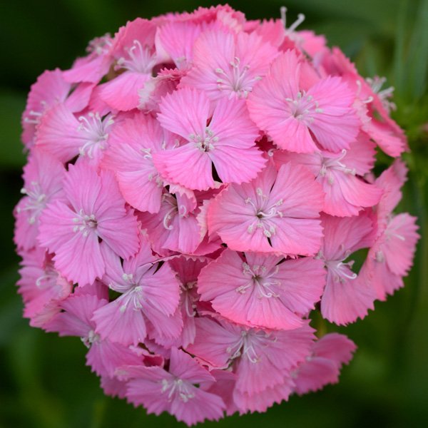 Семена гвоздики Свит F1 дип пинк (deep pink) /100 семян (драже)/ *Pan American*