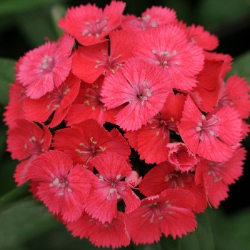 Гвоздика Свит F1 коралловая (coral) /100 семян (драже)/ *Pan American*