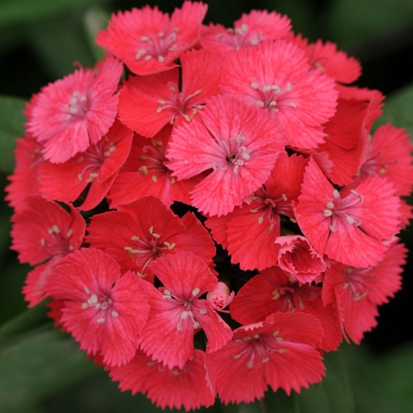 Семена гвоздики Свит F1 коралловая (coral) /100 семян (драже)/ *Pan American*