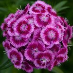 Гвоздика Світ F1 маджента біколор (magenta bicolor) /100 насінин (драже)/ *Pan American*