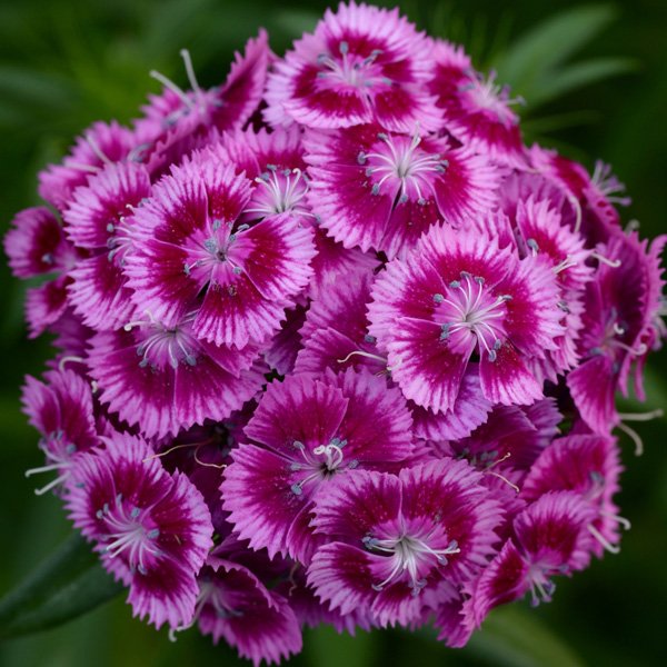 Семена гвоздики Свит F1 маджента биколор (magenta bicolor) /100 семян (драже)/ *Pan American*