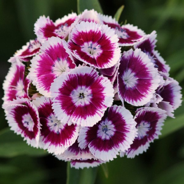 Семена гвоздики Свит F1 пурпурно-белая биколор (purple white bicolor) /100 семян (драже)/ *Pan American*