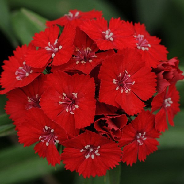 Насіння гвоздики Світ F1 скарлет (scarlet) /100 насінин (драже)/ *Pan American*