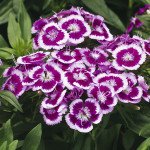 Гвоздика Барбаріні F1 пурпурова пікоті (purple picotee) /100 насінин/ *Syngenta*