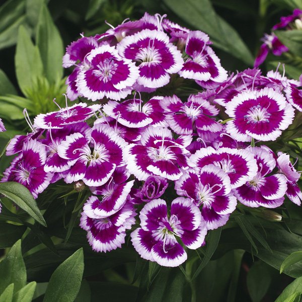 Семена гвоздики Барбарини F1 пурпурная пикоти (purple picotee) /100 семян/ *Syngenta*