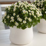 Екзакум Роял Ден білий (white) /50 насінин (драже)/ *Pan American*