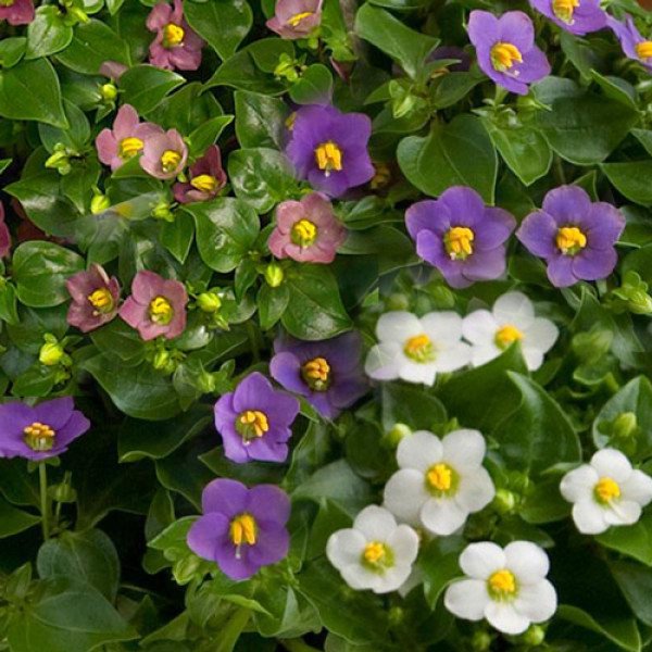 Семена экзакума Роял Дейн смесь (royal dane mix) /100 семян/ *Pan American*