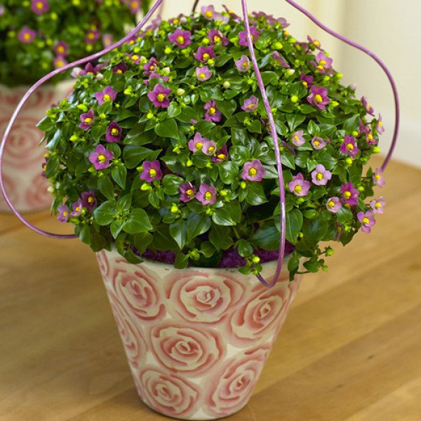 Семена экзакума Роял Ден темно-розовый (deep pink) /50 семян (драже)/ *Pan American*