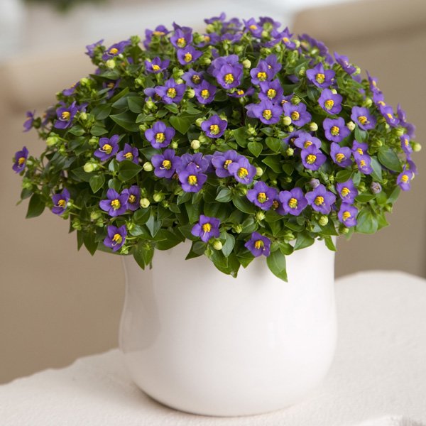 Насіння екзакума Роял Ден темно-синій (deep blue) /50 насінин (драже)/ *Pan American*