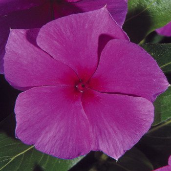 Катарантус Медитер F1 лиловый (lilac) /100 семян/ *Pan American*