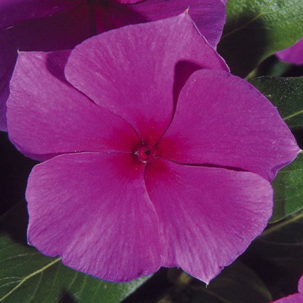 Насіння катарантуса Медітер F1 ліловий (lilac) /100 насінин/ *Pan American*