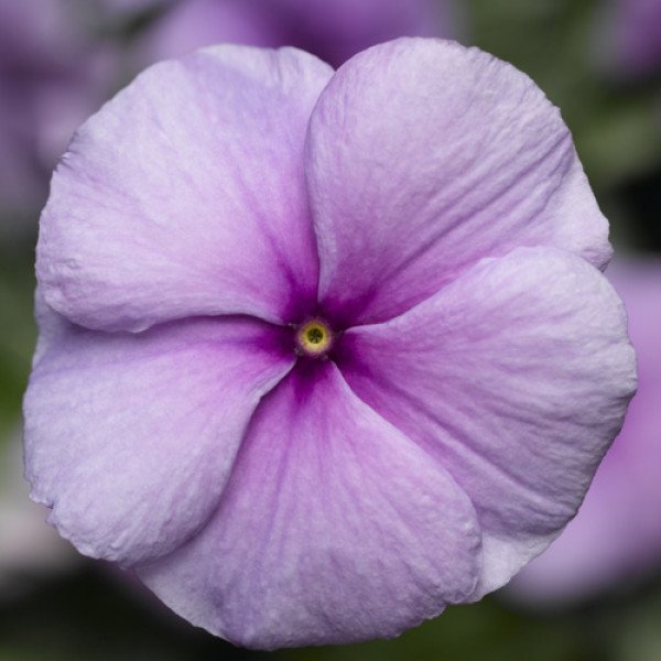 Насіння катарантуса СанШторм F1 пурпурний (purple) /100 насінин/ *Syngenta*