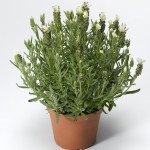 Лаванда Кастилиано белая (white) /100 семян/ *Syngenta*