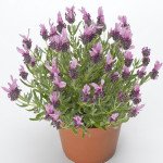 Лаванда Кастилиано розовая (rose) /100 семян/ *Syngenta*