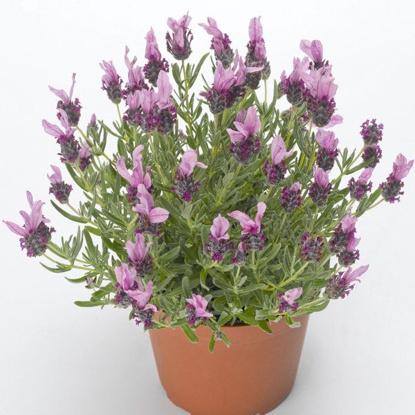 Насіння лаванди Кастіліано рожева (rose) /100 насінин/ *Syngenta*