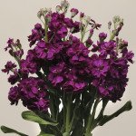 Маттиола Кетс пурпурная (purple) /200 семян/ *Pan American*