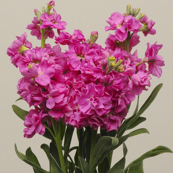 Насіння матіоли Кетс брайт роуз (bright rose) /200 насінин/ Pan American*