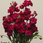 Матіола Кетс рубінова (ruby) /200 насінин/ Pan American*