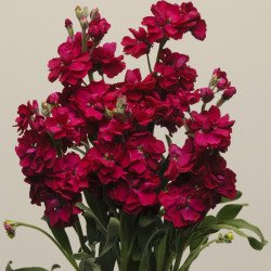 Маттиола Кетс рубиновая (ruby) /200 семян/ *Pan American*