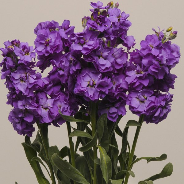 Семена маттиолы Кетс синяя (blue) /200 семян/ *Pan American*