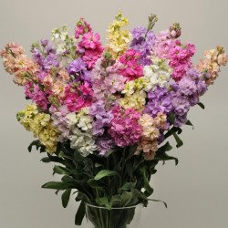 Матіола Кетс суміш (mix) /200 насінин/ Pan American*