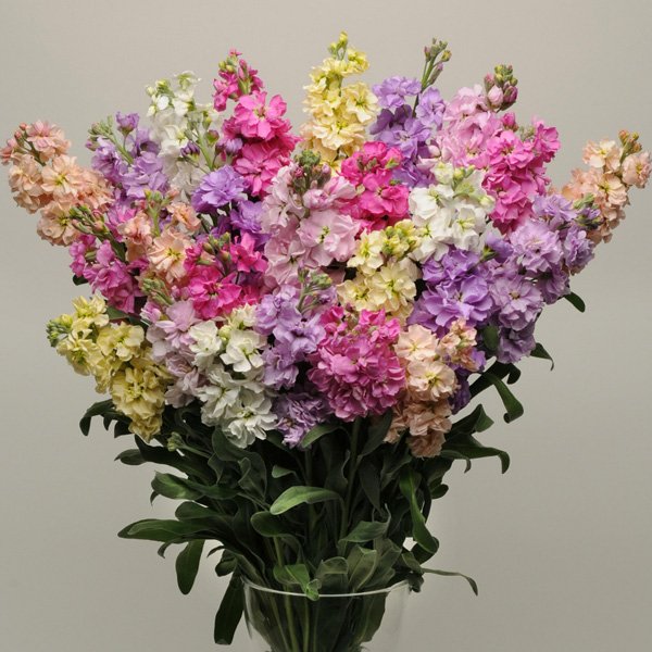 Насіння матіоли Кетс суміш (mix) /200 насінин/ *Pan American*