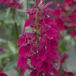 Лобелія Фан бургунді /100 насінин/ *Benary*