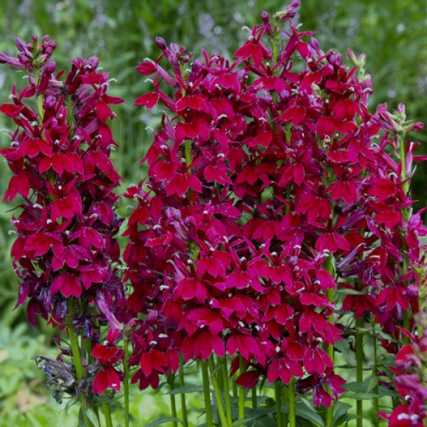 Насіння лобелії Фан бургунді /100 насінин/ *Benary*