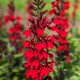 Семена лобелии Фан скарлет /100 семян/ *Benary*