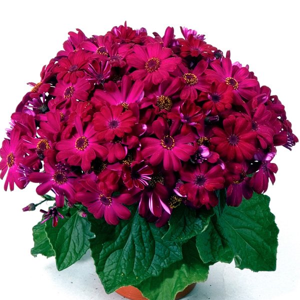 Насіння перикалліса Джестер F1 карміновий /100 насінин/ *Syngenta*